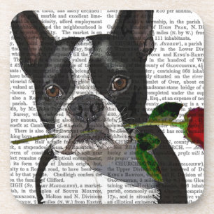Boston Terrier with Rose in Mouth Coaster