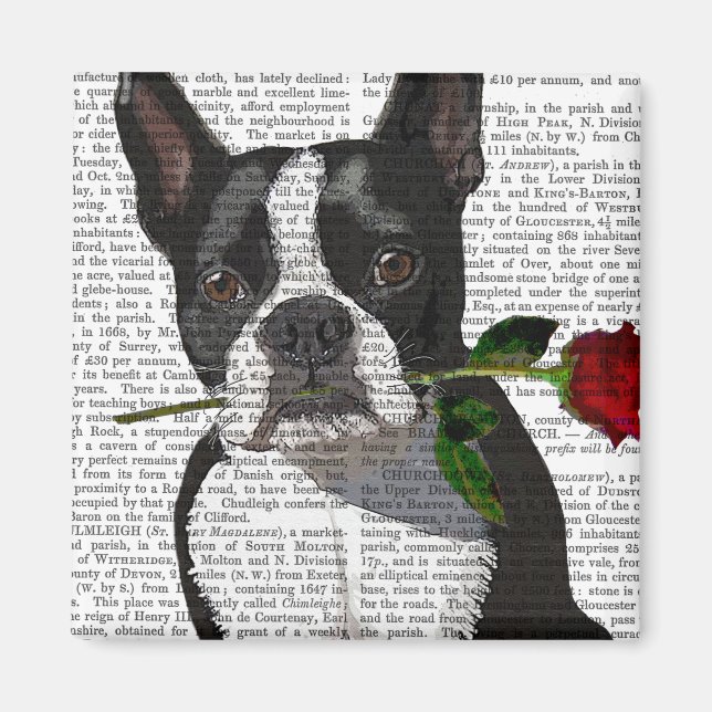 Boston Terrier with Rose in Mouth Magnet (Front)