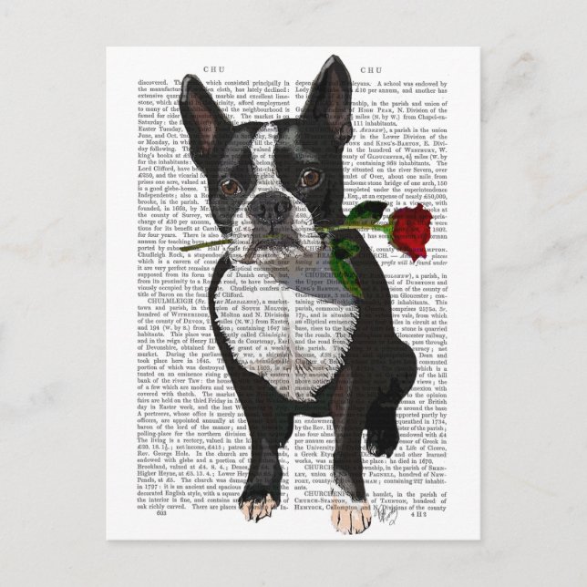 Boston Terrier with Rose in Mouth Postcard (Front)