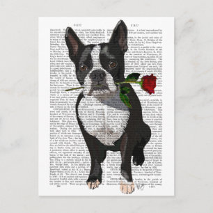 Boston Terrier with Rose in Mouth Postcard