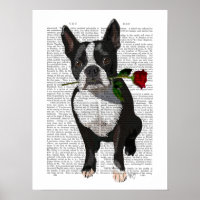 Boston Terrier with Rose in Mouth