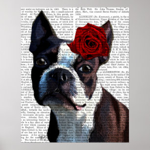 Boston Terrier with Rose on Head Poster