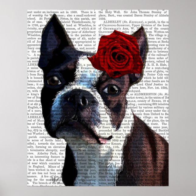 Boston Terrier with Rose on Head Poster (Front)
