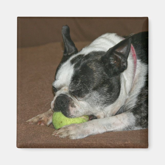 Boston Terrier with Tennis Ball - Photo Magnet (Front)