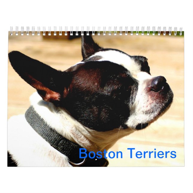 Boston Terriers Calender Calendar (Cover)