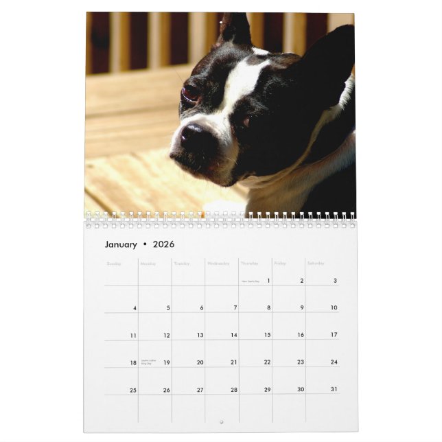 Boston Terriers Calender Calendar (Jan 2026)