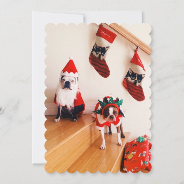 Boston terriers in Christmas costumes Holiday Card (Front)