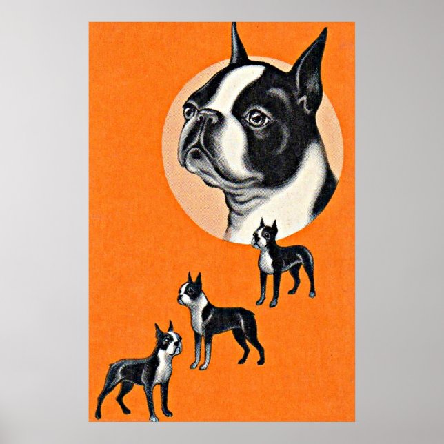 Boston terriers poster (Front)
