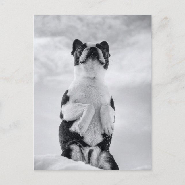 Boston Terrior Praying Postcard (Front)