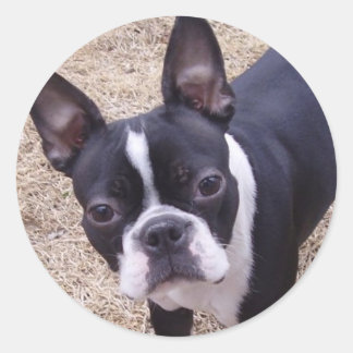 bostonterrier classic round sticker