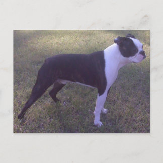 BostonTerrier Postcard