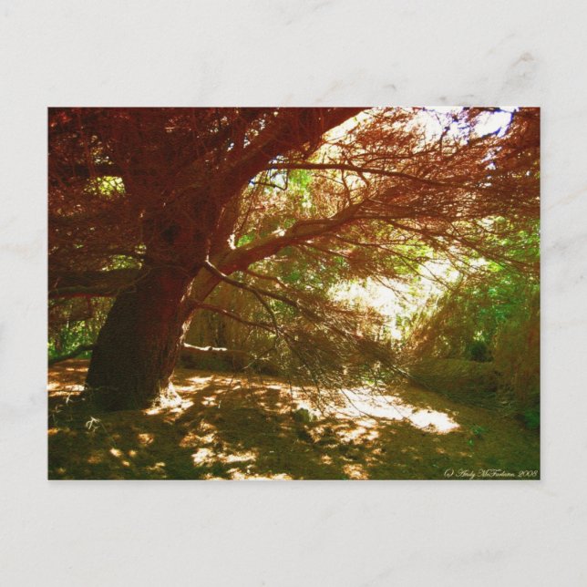 Botanic Gardens Postcard (Front)