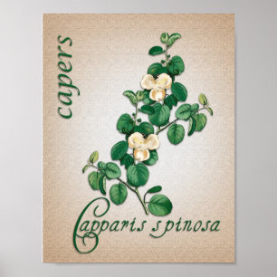 Botanical aromatherapy illustration of Capers Poster