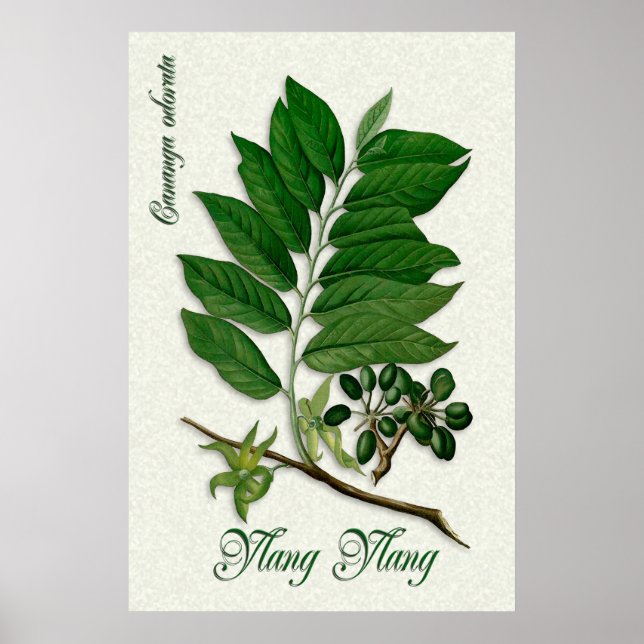 Botanical aromatherapy illustration of Ylang Ylang Poster (Front)