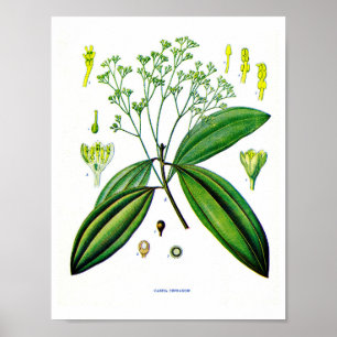 Botanical art: Illustration of Cinnamon Plant Poster