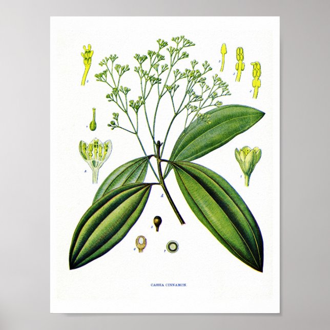 Botanical art: Illustration of Cinnamon Plant Poster (Front)