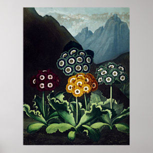 Botanical Art Temple Of Flora Auriculas Poster