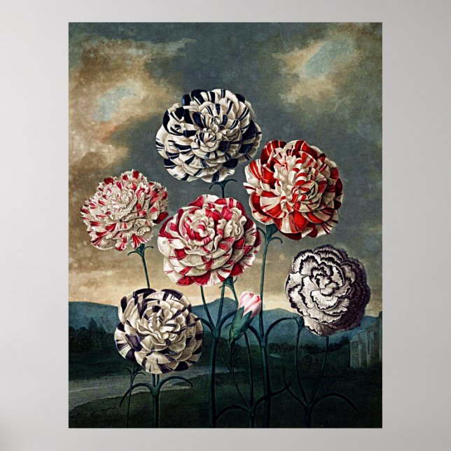 Botanical Art Temple Of Flora Carnations Poster (Front)