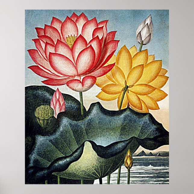 Botanical Art Temple Of Flora Egyptian Water Lily Poster (Front)