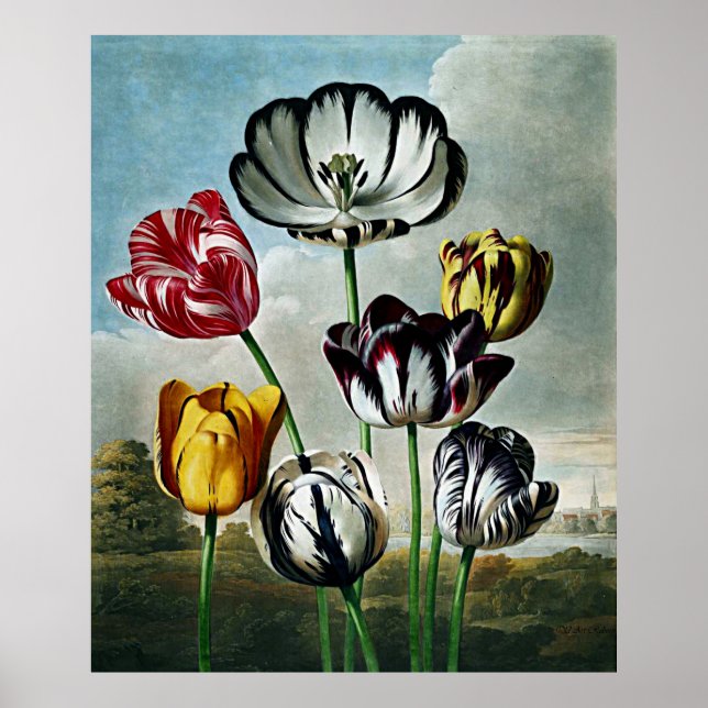 Botanical Art Temple Of Flora Tulips Poster (Front)