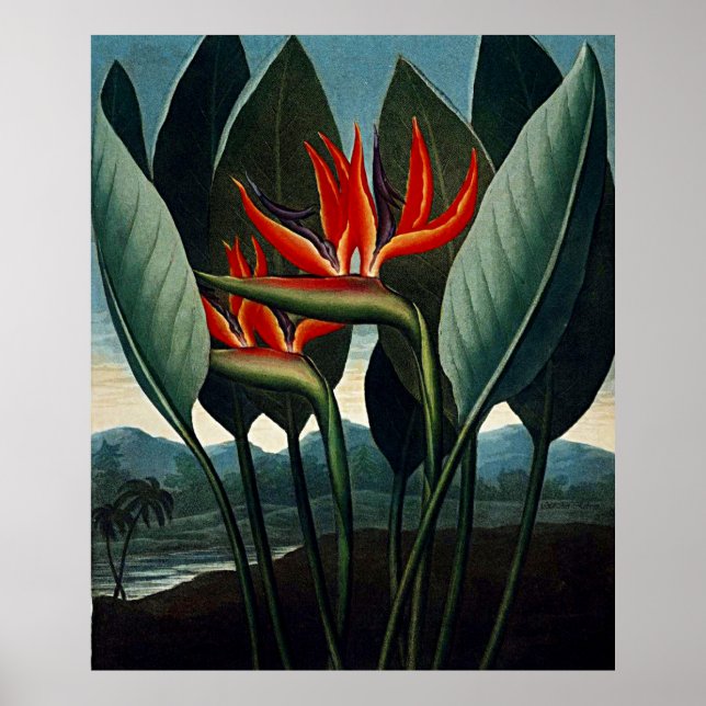 Botanical Art The Bird Of Paradise Poster (Front)