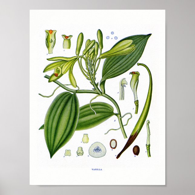 Botanical At:Vanilla Plants Poster (Front)