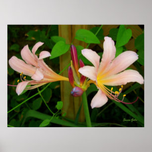 Botanical Belladonna Pink Lily Floral Print
