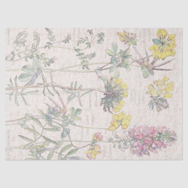 Botanical Birdsfoot Wildflower Flower Tissue Paper (Front)