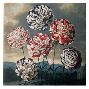 Botanical Blooms Carnations Ceramics Tile