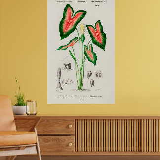 Botanical Boho Caladium Pink and Green Poster