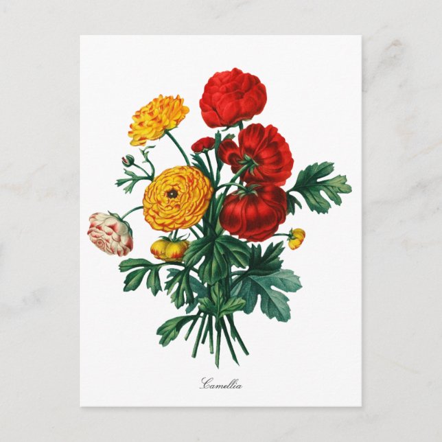 Botanical Camellia Bokeh Postcard (Front)