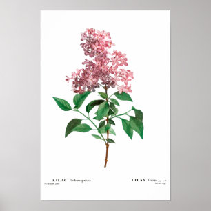 BOTANICAL "CHINESE LILAC" REDOUTÉ POSTER