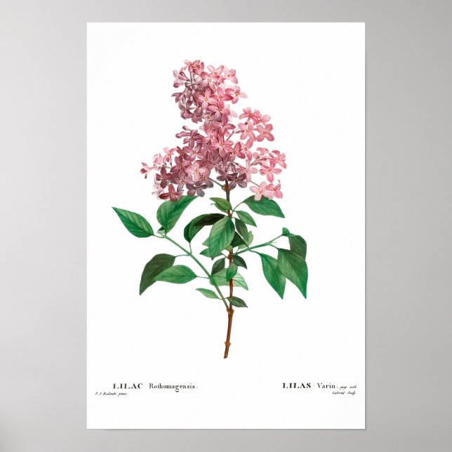 BOTANICAL "CHINESE LILAC" REDOUTÉ POSTER (Front)