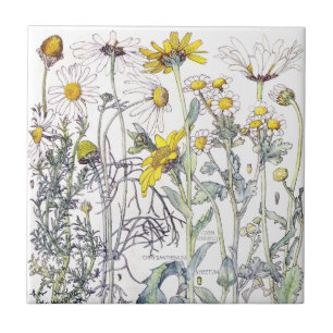 Botanical Chrysanthemum Wildflower Flowers Tile