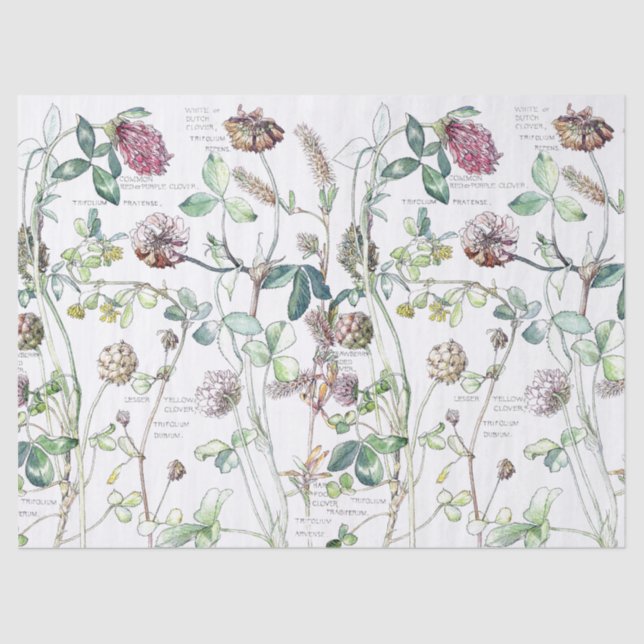 Botanical Clover Flower Wildflowers Tissue Paper (Front)