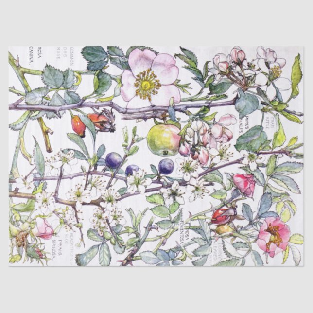 Botanical Crab Apple Flowers Blossoms Tissue Paper (Front)