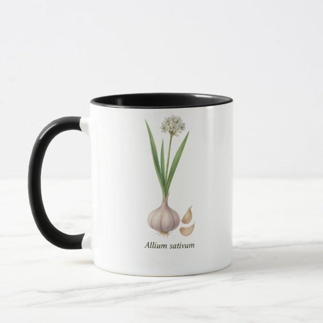 Botanical cup Allium sativum (Left)
