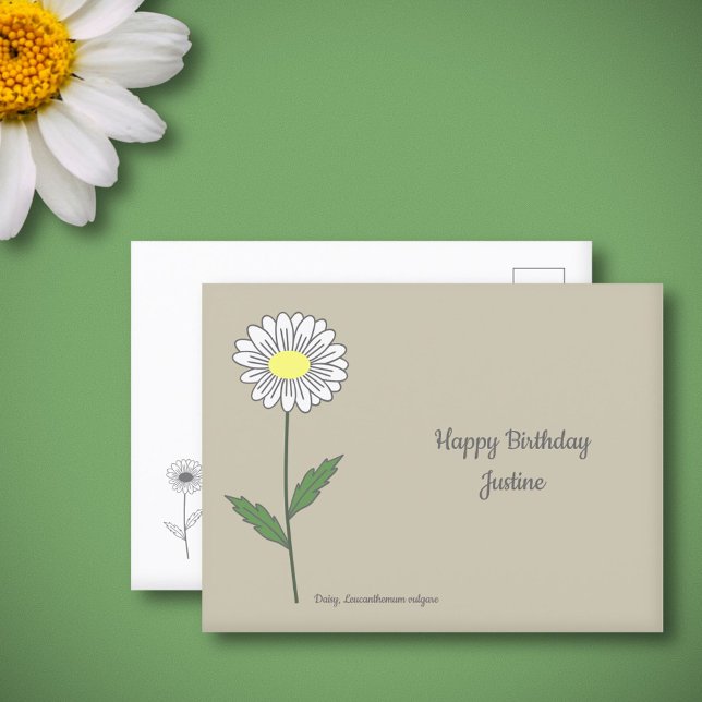 Botanical Daisy Pastel Flower  Postcard (Botanical Daisy Flower Postcard)