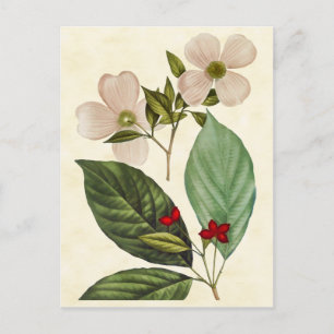Botanical Dogwood Tree Illustration Postcard