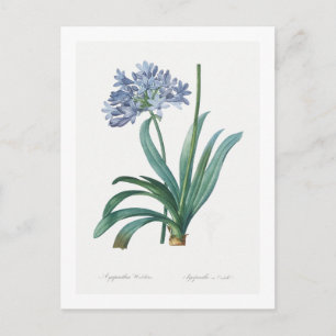 BOTANICAL DOUBTS "LILY OF THE NILE" POSTCARD