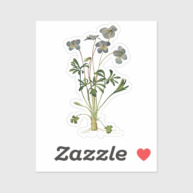 Botanical Drawing of Violet Flower - Vintage  (Sheet)