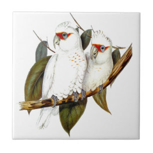 Botanical Exotic Wildlife Parrots Tile