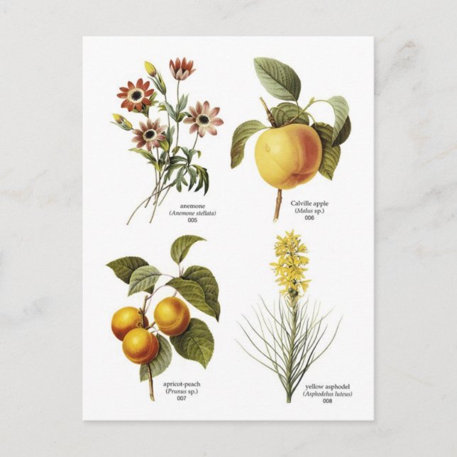 Botanical flower illustrations postcard (Front)