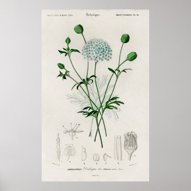 Botanical Garden Blue Wildflower Illustration Poster (Front)