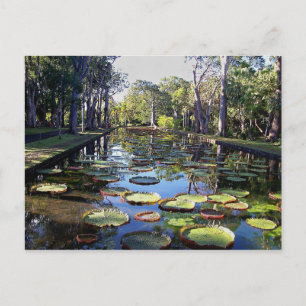 Botanical Garden Pamplemousses, Mauritius Island Postcard
