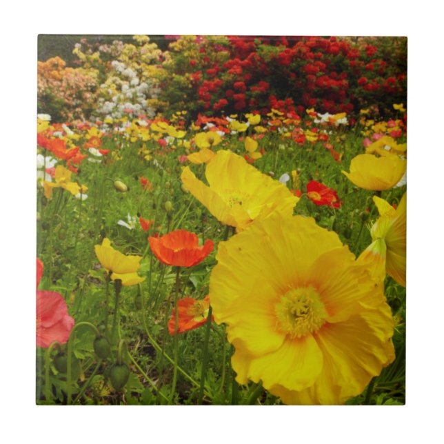 Botanical gardens at Queens Park Tile (Front)