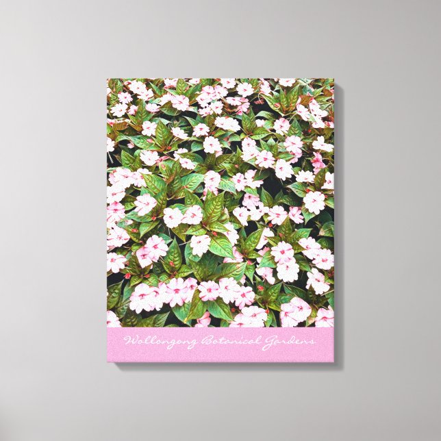 Botanical Gardens pink flowers NSW Canvas Print (Front)
