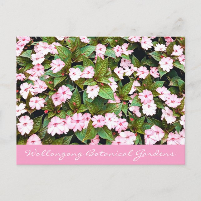 Botanical Gardens pink flowers NSW Postcard (Front)