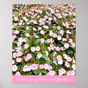 Botanical Gardens pink flowers NSW Poster