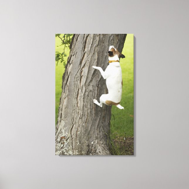 Botanical Gardens, Sydney, New South Wales, 4 Canvas Print (Front)